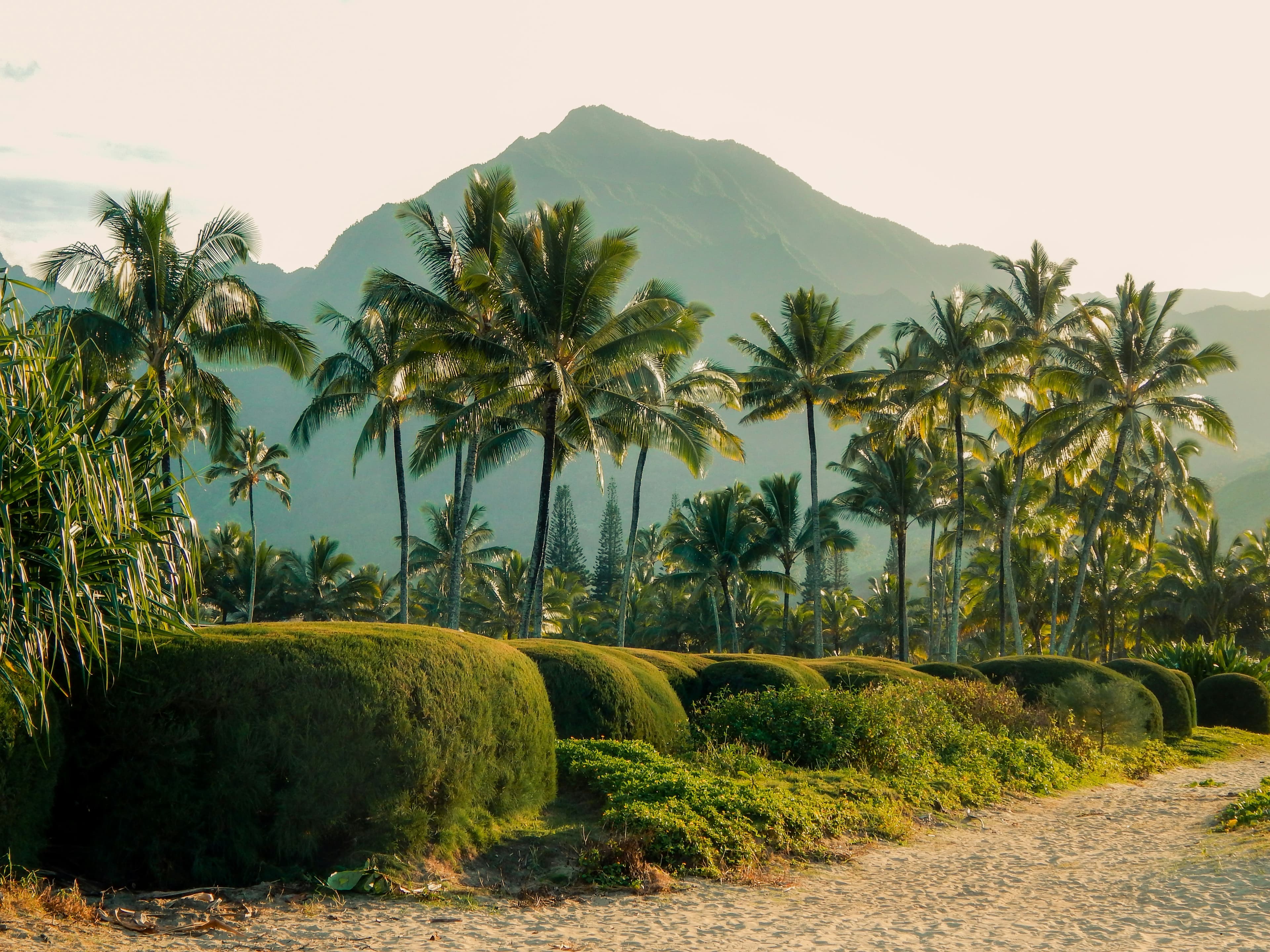 Palm trees in a mountainous landscape in Hawaii